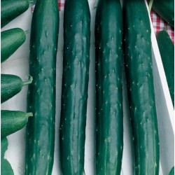 Краставици Тести Грийн (Tasty green F1)