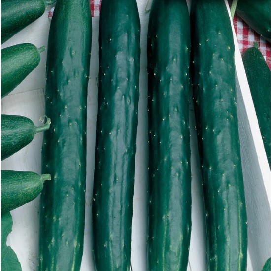 Краставици Тести Грийн (Tasty green F1)