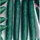 Краставици Тести Грийн (Tasty green F1)