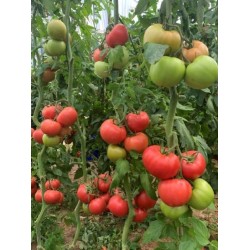 Домати Тукипинк F1 (Tukipink F1) - B265 F1 