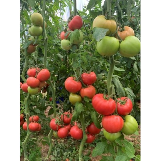 Домати Тукипинк F1 (Tukipink F1) - B265 F1 