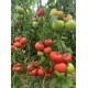 Домати Тукипинк F1 (Tukipink F1) - B265 F1 