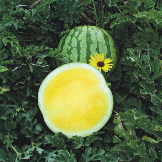 Дини Йелоу Бътъркап (Yellow Buttercap F1)