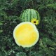 Дини Йелоу Бътъркап (Yellow Buttercap F1)