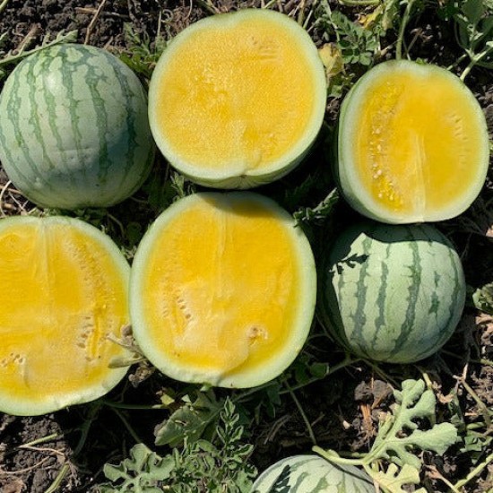 Дини Йелоу Бътъркап (Yellow Buttercap F1)